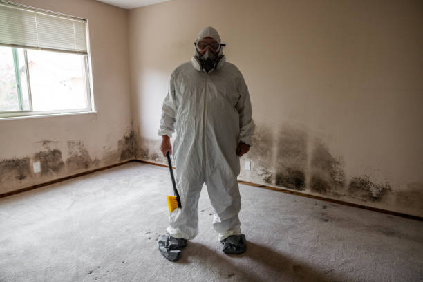 Best Emergency Mold Remediation  in Quincy, IL
